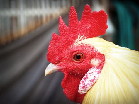 It takes about nine to 12 days to reach maturity. Free Images : bird, white, farm, flower, animal, isolated ...