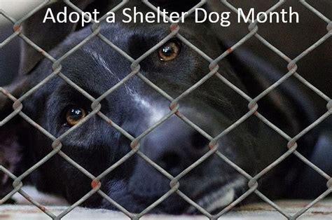 October Is Aspcas Adopt A Shelter Dog Month And American Humanes