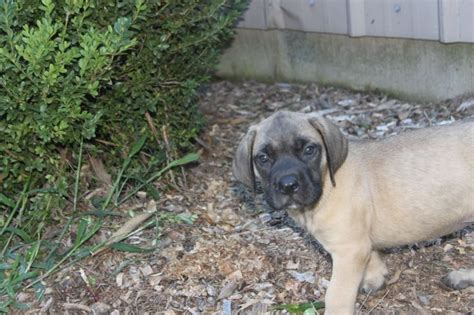 Contact english mastiff puppies for sale on messenger. 1000+ images about English Mastiff Puppies For Sale In Pa ...