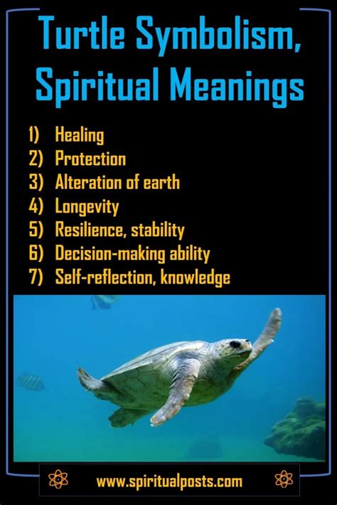 9 Spiritual Meanings Of Turtle And Symbolism Crossing Path Spiritual