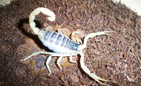 The Reptile Kings Latest News Giant Desert Hairy Scorpion