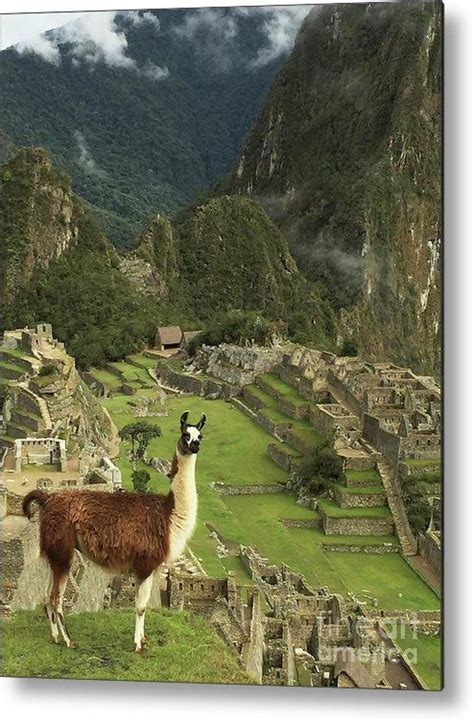 Llama At Machu Picchu Metal Print By Amy Sorvillo Picchu Machu