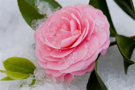 Cold Hardy Camellias For Your Garden