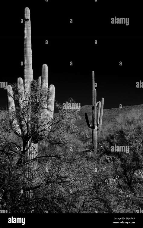 The Sonora Desert In Infrared Central Arizona Usa With Saguaro And