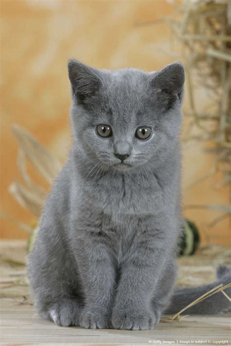 Recognized by the cat fancy since the late 19th century, it was developed first by the english. Image Detail for - British Shorthair Cat, kitten, blue ...