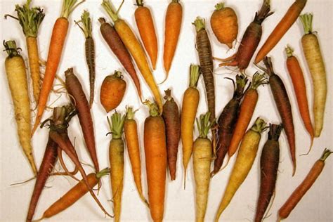 How To Grow Carrot From The Seeds Letsfixit