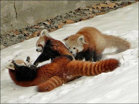 Life Cycle Red Pandas