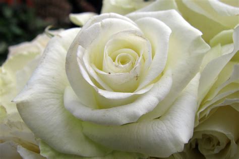 We have an extensive collection of amazing background images carefully chosen by our community. White Rose Backgrounds - Wallpaper Cave