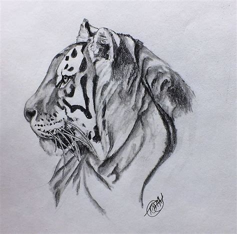 Https://tommynaija.com/draw/how To Draw A Amur Tiger