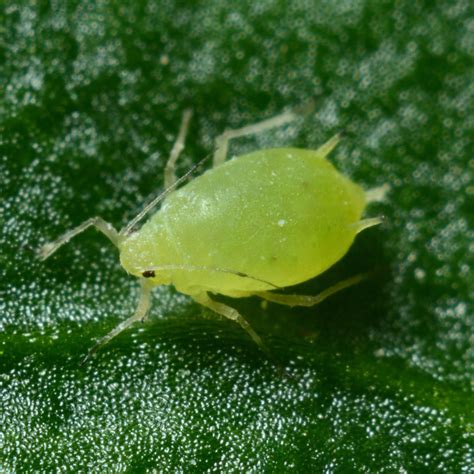 Aphids Control And Treatment Indoor Plant Addicts