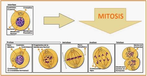 Resultado De Imagen De Fases De La Mitosis Cell Cycle Mitosis The Cell