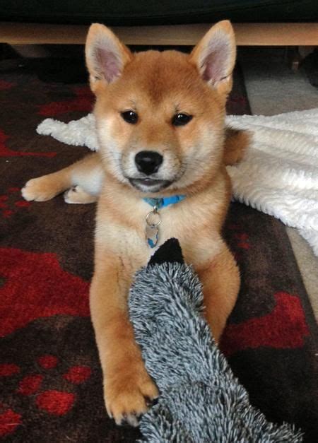 Best 49 Sassy Shibas Images On Pinterest Animals And Pets