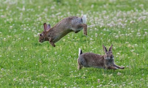 Cottontail Rabbit Running