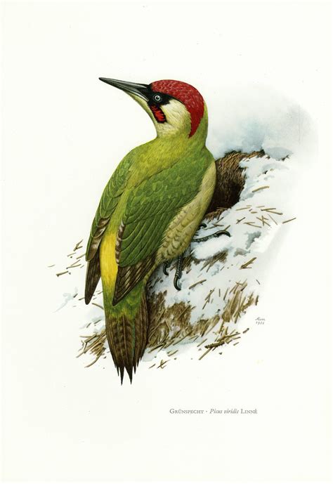 Green Woodpecker Print Vintage Lithograph From 1956 By Ojiochaprints On