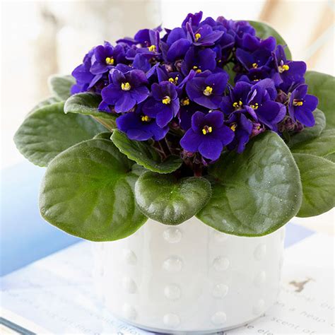 Buy African Violet Saintpaulia Top Dark Blue Delivery By Crocus