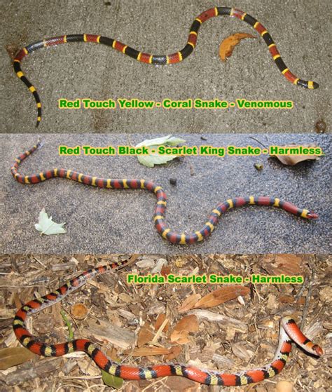 Coral Snake And Its Look Alike Snake Poin