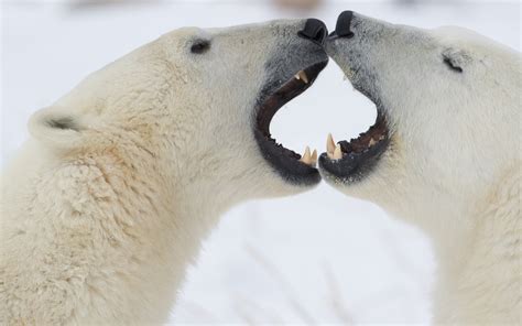 Animals Bears Polar Play Fight Face Fangs Wildlife Predator