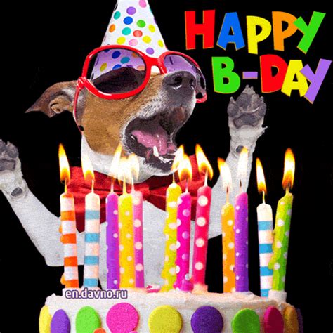 Funny Happy Birthday  Animation Dogs Imagesee