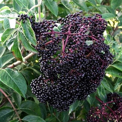 American Black Elderberry Plant Sambucus Canadensis Scotia Order