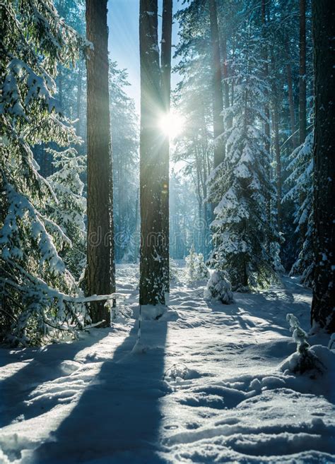 Bright Morning In The Wintry Forest Winter Landscape In The Snowy Wood