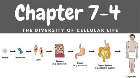 Chapter 7 4 The Diversity Of Cellular Life Youtube