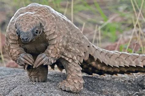Pangolin species vary in size from about 1.6kg (~3.5 lbs) to a maximum of about 33kg (~73 lbs). Chinese pangolin rescued in Assam's Jagiroad, 3 smugglers ...