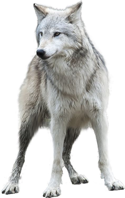 Here you can explore hq wolf transparent illustrations, icons and clipart with filter setting like size, type, color etc. Wolf Png & Free Wolf.png Transparent Images #2738 - PNGio