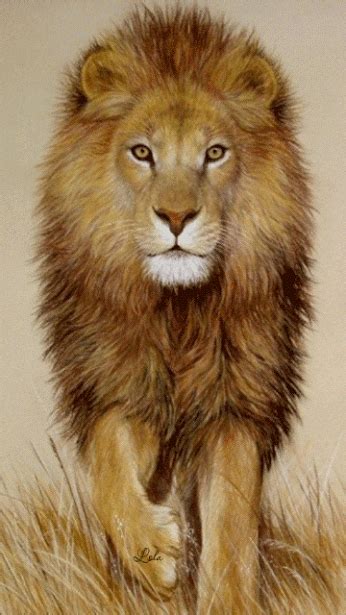 Animaux Lion Lion Animé