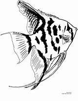 Angelfish Coloring Freshwater Printable Fish Own sketch template