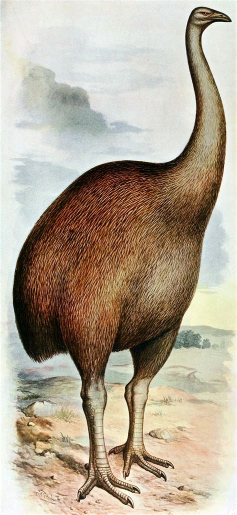 North Island Giant Moa Dinornis Novaezealandiae Display Full Image