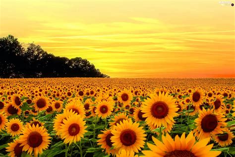 Nice Sunflowers Great Sunsets Summer Flowers Beautiful Views