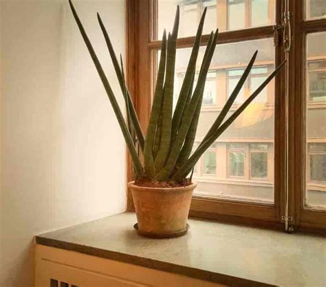 It will tolerate fluctuating temperatures, but not below 55°f/13°c. Sansevieria Cylindrica Care: Growing The Cylindrical Snake ...