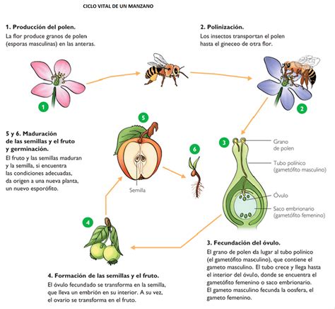 Biología Geología Tema Reproducción en las plantas Rs Floral Angiospermas