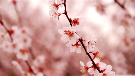 2560x1440 Cherry Blossom Wallpapers Top Free 2560x1440 Cherry Blossom