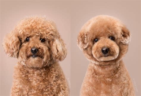 Photographer Captures Dogs Before And After Japanese Style Grooming