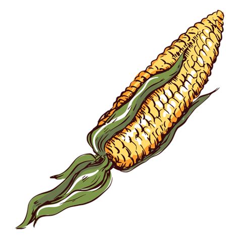 detailed corn illustration transparent png svg vector file