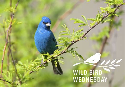 A Blue Bird Sitting On Top Of A Tree Branch