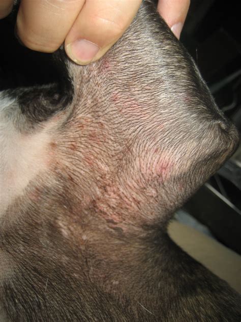 Cleveland Clinic What Are Little Bumps On My Dogs Skin