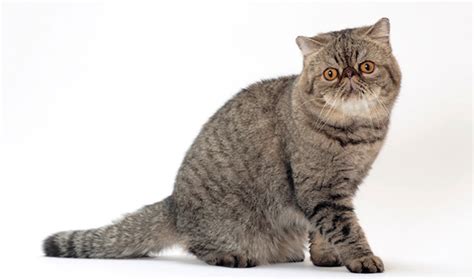 Exotic Shorthair Cat Breed Information Vetstreet Vetstreet