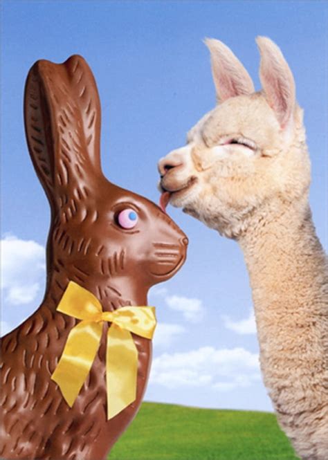 Avanti Press Llama And Chocolate Bunny Funny Humorous Easter Card