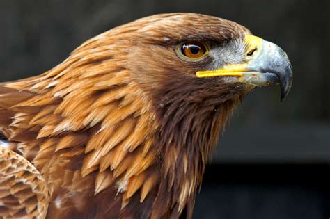 Golden Eagle Genome Sequenced Focusing On Wildlife
