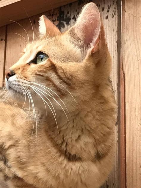 Maybe you would like to learn more about one of these? Pin by Jacky Bliss on sand cat hybrids - Marguerites ...