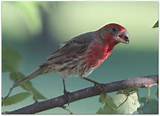 Images of House Finch Kentucky