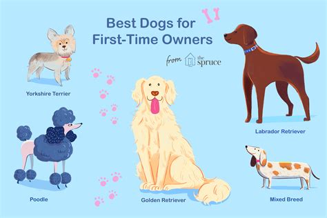 10 Best Dog Breeds For First Time Owners