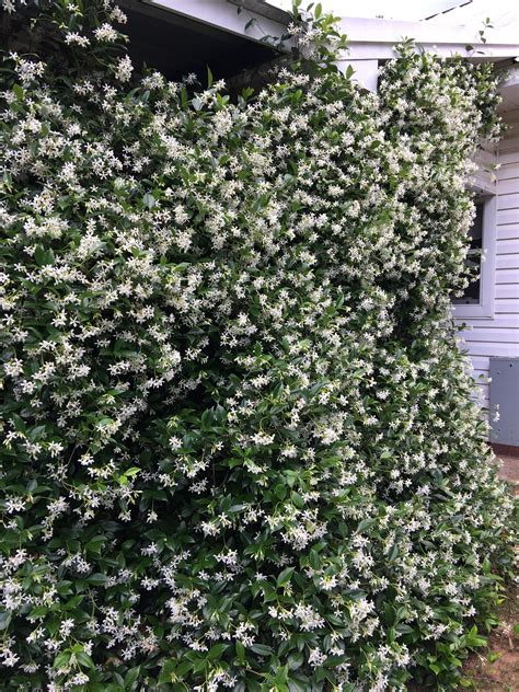 Our Confederate Jasmine Is Just Gorgeous This Year And Smells Wonderful