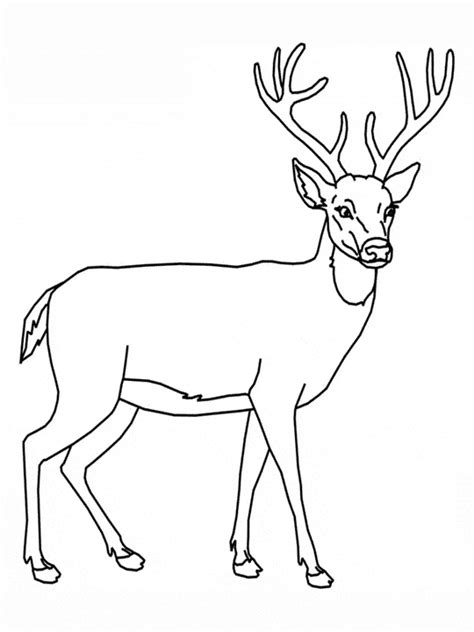 Deer Coloring Page Animals Town Free Deer Color Sheet