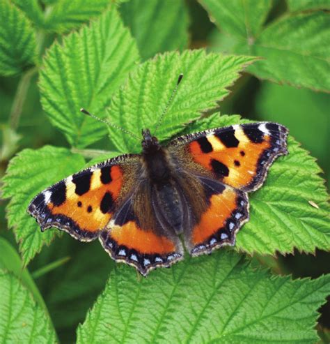 A Beautiful Small Tortoiseshell Butterfly In Yorkshire Image