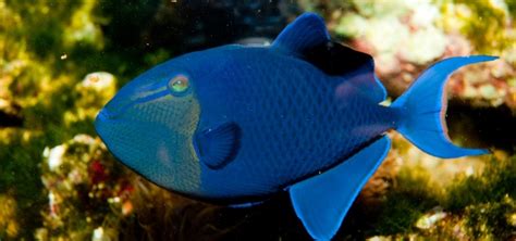 Types Of Triggerfish In My Aquarium Tropical Fish Hobbyist Magazine
