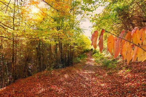 Forest Autumn Beech Free Photo On Pixabay Pixabay
