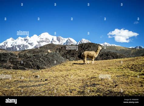 Llamas Alpaca In Andes Mountains Amazing View In Spectacular